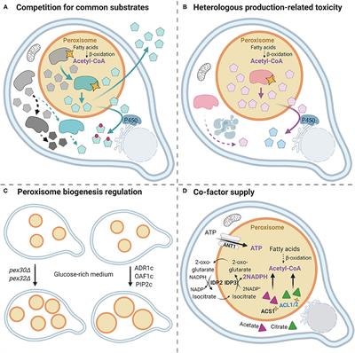 Peroxisomes: A New Hub for Metabolic Engineering in Yeast